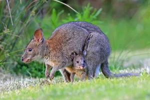 Red-necked pademelon (Thylogale thetis), female and baby, Queensland, Australia Red-necked pademelon (Thylogale thetis), female and baby, Queensland, Australia