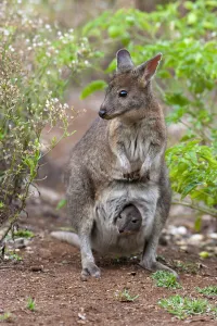 Red necked pademelon (Thylogale thetis) with joey peering from pouch Red necked pademelon (Thylogale thetis) with joey peering from pouch