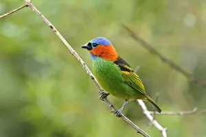 Red-necked tanager (Tangara cyanocephala) perched, Serra Bonita Private Natural Heritage Red-necked tanager (Tangara cyanocephala) perched, Serra Bonita Private Natural Heritage