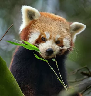 Vulnerable Gallery: Red panda (Ailurus fulgens) captive, occurs in China