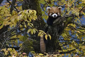 Sub Tropical Rainforest Gallery: Red panda (Ailurus fulgens) in the humid montane mixed forest, Laba He National Nature Reserve