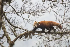 Red panda (Ailurus fulgens) walking along branch of tree, Singalila National Park Red panda (Ailurus fulgens) walking along branch of tree, Singalila National Park