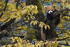Sub Tropical Rainforest Gallery: Red panda or Lesser panda (Ailurus fulgens) in the humid montane mixed forest, Laba