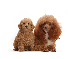 Red Poodle father and Labradoodle puppy Red Poodle father and Labradoodle puppy