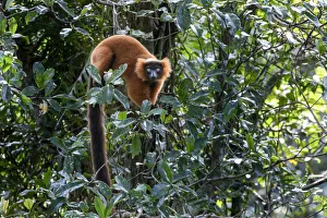 Red ruffed lemur (Varecia rubra) female in understorey of lowland rainforest. Masoala National Park Red ruffed lemur (Varecia rubra) female in understorey of lowland rainforest. Masoala National Park
