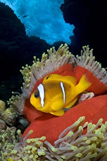 Images Dated 9th November 2007: Red Sea anemonefish (Amphiprion bicinctus) in Magnificent sea anemone (Heteractis magnifica)