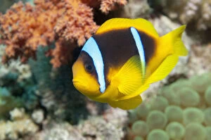 Images Dated 28th June 2013: Red Sea anemonefish (Amphiprion bicinctus) in anemone. Egypt, Red Sea