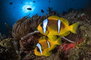 Red Sea anemonefish (Amphiprion bicinctus) in their home Red Sea anemonefish (Amphiprion bicinctus) in their home