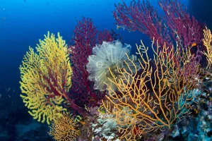 Red sea fan (Paramuricea clavata) with gorgonian corals and Light-bulb sea squirt Red sea fan (Paramuricea clavata) with gorgonian corals and Light-bulb sea squirt