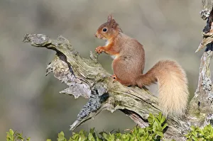 Red Squirrel (Sciurus vulgaris). Speyside, Scotland, April Red Squirrel (Sciurus vulgaris). Speyside, Scotland, April