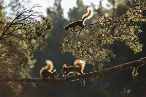 Red squirrel, (Sciurus vulgaris), three animals backlit on pine branch Red squirrel, (Sciurus vulgaris), three animals backlit on pine branch