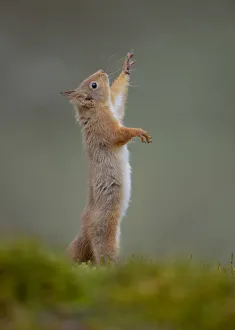 Red Squirrel (Sciurus vulgaris) adult reaching up. Cairngorms National Park, Scotland Red Squirrel (Sciurus vulgaris) adult reaching up. Cairngorms National Park, Scotland