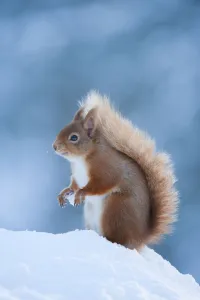 Red Squirrel (Sciurus vulgaris) adult in snow, Cairngorms National Park, Scotland Red Squirrel (Sciurus vulgaris) adult in snow, Cairngorms National Park, Scotland