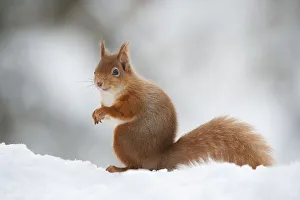 Red Squirrel (Sciurus vulgaris) adult in snow, Cairngorms National Park, Scotland Red Squirrel (Sciurus vulgaris) adult in snow, Cairngorms National Park, Scotland