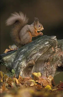Red squirrel {Sciurus vulgaris} autumn, Cairngorms National Park, Scotland Red squirrel {Sciurus vulgaris} autumn, Cairngorms National Park, Scotland