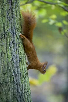 Images Dated 26th October 2010: Red squirrel (Sciurus vulgaris) climbing down tree trunk in woodland, France