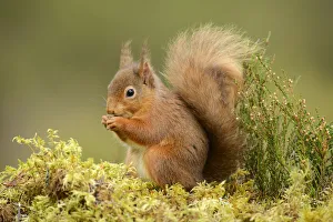 Red squirrel (Sciurus vulgaris) feeding, Black Isle, Scotland, UK, February Red squirrel (Sciurus vulgaris) feeding, Black Isle, Scotland, UK, February
