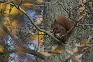 Red Squirrel (Sciurus vulgaris) feeding, Klampenborg Dyrehaven, Denmark, October 2008 Red Squirrel (Sciurus vulgaris) feeding, Klampenborg Dyrehaven, Denmark, October 2008