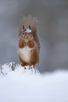 Red squirrel (sciurus vulgaris) feeding in snow, Cairngorms National Park, Highlands Red squirrel (sciurus vulgaris) feeding in snow, Cairngorms National Park, Highlands