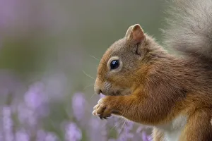 Red Squirrel (Sciurus vulgaris) in flowering heather. Inshriach Forest, Scotland Red Squirrel (Sciurus vulgaris) in flowering heather. Inshriach Forest, Scotland