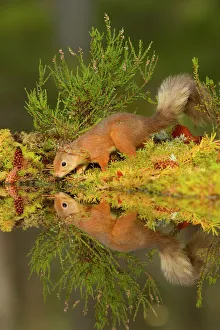 Red squirrel (Sciurus vulgaris) having a drink, Black Isle, Scotland, UK. October Red squirrel (Sciurus vulgaris) having a drink, Black Isle, Scotland, UK. October