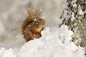 Red squirrel (Sciurus vulgaris) hit by falling snow, Cairngorms National Park, Highlands Red squirrel (Sciurus vulgaris) hit by falling snow, Cairngorms National Park, Highlands
