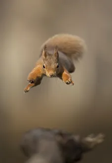 Red squirrel (Sciurus vulgaris) jumping towards camera. Scotland, UK. February Red squirrel (Sciurus vulgaris) jumping towards camera. Scotland, UK. February