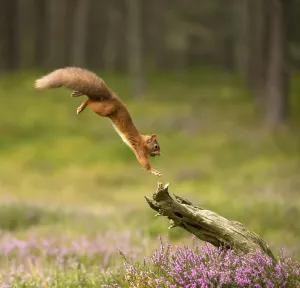 Red Squirrel (Sciurus vulgaris) leaping onto log, Scotland, UK, September Red Squirrel (Sciurus vulgaris) leaping onto log, Scotland, UK, September