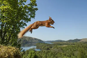 Red squirrel (Sciurus vulgaris) leaping with nut in mouth. Scotland, UK. Small repro only Red squirrel (Sciurus vulgaris) leaping with nut in mouth. Scotland, UK. Small repro only
