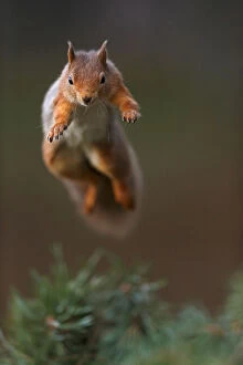 Images Dated 6th November 2012: Red Squirrel (Sciurus vulgaris) in mid leap, the Cairngorms National Park, Highlands