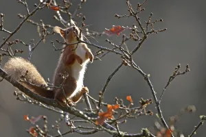 Red Squirrel (Sciurus vulgaris) nibbling on oak buds, Cairngorms National Park, Highlands Red Squirrel (Sciurus vulgaris) nibbling on oak buds, Cairngorms National Park, Highlands