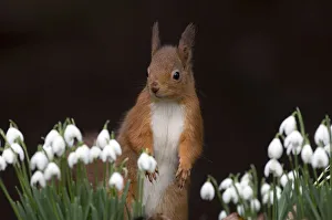 Red squirrel {Sciurus vulgaris} portrait with snowdrops, UK Red squirrel {Sciurus vulgaris} portrait with snowdrops, UK