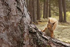 Red squirrel (Sciurus vulgaris) in Scots pine forest, Cairngorms National Park, Highlands Red squirrel (Sciurus vulgaris) in Scots pine forest, Cairngorms National Park, Highlands