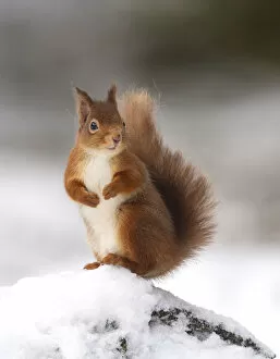Images Dated 13th December 2014: Red squirrel (Sciurus vulgaris) stood on log in snow, Cairngorms National Park, Scotland, UK