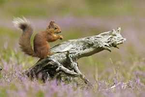 Images Dated 22nd August 2014: Red squirrel (Sciurus vulgaris) in summer coat on stump amongst heather, Cairngorms National Park