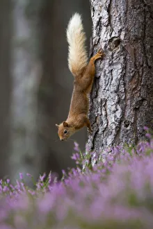Red squirrel (Sciurus vulgaris) on tree trunk, Cairngorms National Park, Scotland, UK, August Red squirrel (Sciurus vulgaris) on tree trunk, Cairngorms National Park, Scotland, UK, August