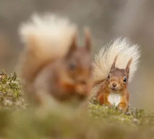 Red squirrel (Sciurus vulgaris) watching another. Cairngorms National Park , Highlands Red squirrel (Sciurus vulgaris) watching another. Cairngorms National Park , Highlands