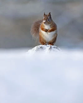 Images Dated 5th December 2012: Red Squirrel (Sciurus vulgaris) in winter, Cairngorms National Park, Highlands, Scotland