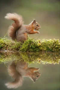 Red squirrel (Sciurus vulgaris) at woodland pool, feeding on nut, Scotland, UK, November Red squirrel (Sciurus vulgaris) at woodland pool, feeding on nut, Scotland, UK, November
