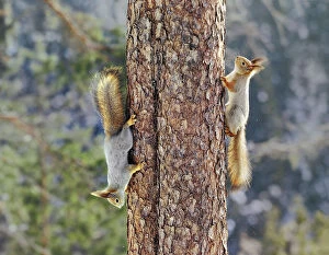 Images Dated 16th March 2006: Two Red squirrels {Sciurus vulgaris} on tree trunk, one going up, one coming down