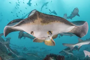 Red stingray (Hemitrygon akajei) with Banded houndshark (Triakis scyllium Red stingray (Hemitrygon akajei) with Banded houndshark (Triakis scyllium