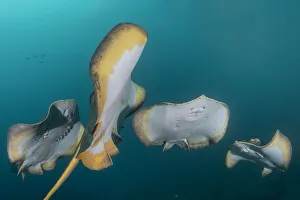 Red stingray (Hemitrygon akajei), four in a row, viewed from below Red stingray (Hemitrygon akajei), four in a row, viewed from below