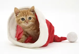 Red tabby kitten in a Father Christmas hat Red tabby kitten in a Father Christmas hat