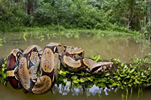 Rainforest Gallery: Red tailed boa constrictor (Boa constrictor) on fallen tree over water, Yasuni National Park