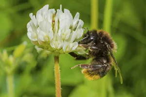 Red tailed bumblebee (Bombus lapidarius), visiting Clover (Trifolium) flower, Monmouthshire Red tailed bumblebee (Bombus lapidarius), visiting Clover (Trifolium) flower, Monmouthshire