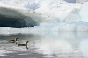 Two Red-throated divers (Gavia stellata) in summer plumage, swimming on lagoon with glacier in background