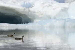 Two Red-throated divers (Gavia stellata) in summer plumage, swimming on lagoon with glacier in background Two Red-throated divers (Gavia stellata) in summer plumage, swimming on lagoon with glacier in background