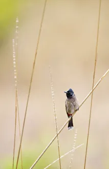 Red-vented bulbul (Pycnonotus cafer) Bandhavgarh National Park, India, March Red-vented bulbul (Pycnonotus cafer) Bandhavgarh National Park, India, March