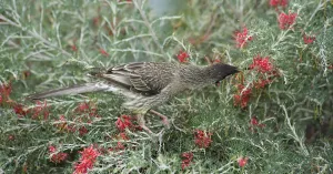 Images Dated 15th January 2019: Red wattlebird (Anthochaera carunculata) nectaring on Grevillea (Grevillea preissii)