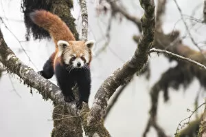 Images Dated 6th February 2016: Redpanda (Ailurus fulgens) walking along branch of tree in the typical cloud forest